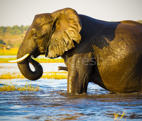 Elephant Portrait  Stock photo © THP