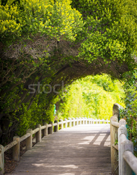 Nature Boardwalk Stock photo © THP