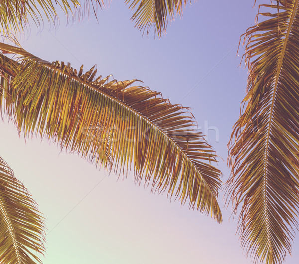 Retro Tropical Palm Tree Background Stock photo © THP