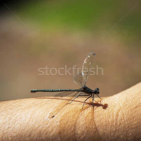 Libelle Personen Arm verschwommen Natur Augen Stock foto © THP