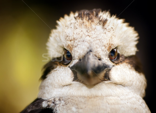 Inlander australisch vogel wild natuur Stockfoto © THP