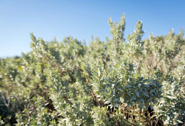 Saltbush Stock photo © THP