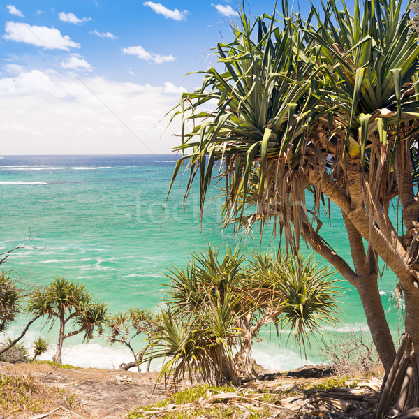 Pandanus Palm Tree Stock photo © THP