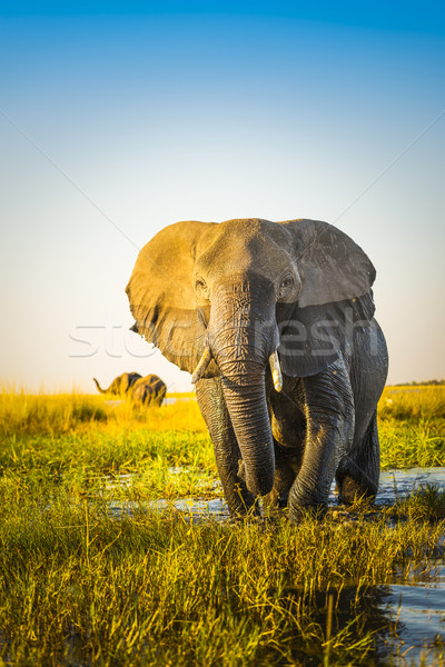 Elephant Stock photo © THP