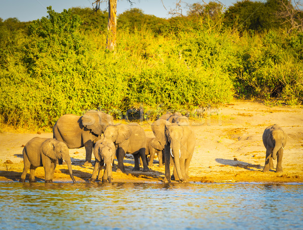 Elephant Herd At Rivers Edge Stock photo © THP
