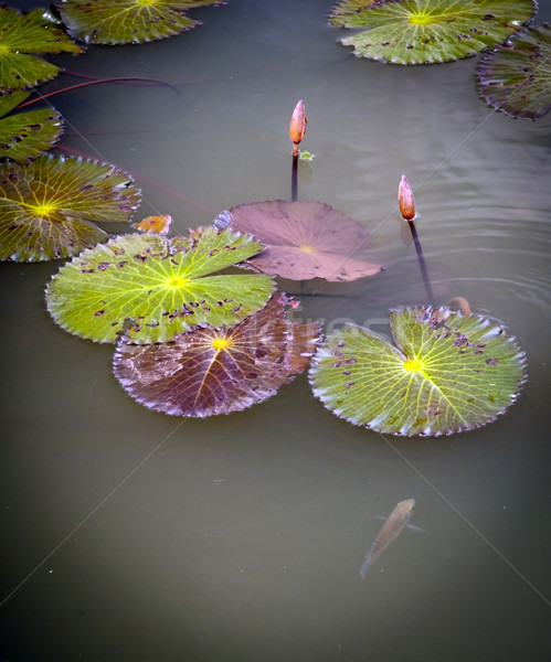 Lírio colorido flor água natureza beleza Foto stock © THP
