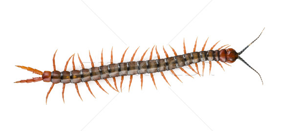 Centipede Isolated Stock photo © THP