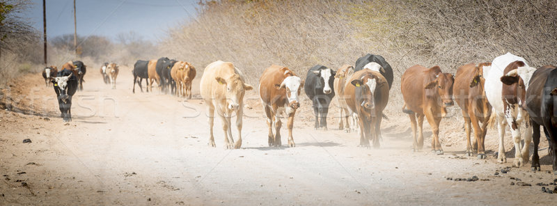Herde Rinder bewegen nach unten staubigen Straße Stock foto © THP
