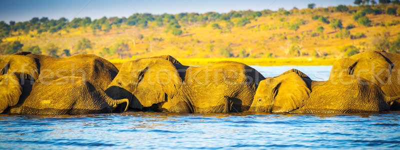Elephant Herd Crossing Chobe River Stock photo © THP
