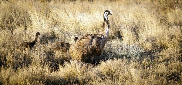 Emu Chicks Stock photo © THP
