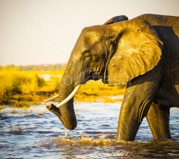 Elephant Portrait  Stock photo © THP