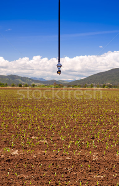 Irigare stropitoare câmp porumb iarbă Imagine de stoc © THP