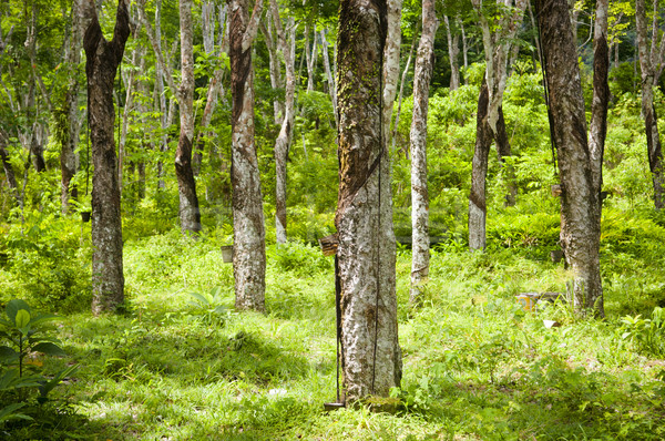 Borracha plantação árvores árvore madeira Foto stock © THP