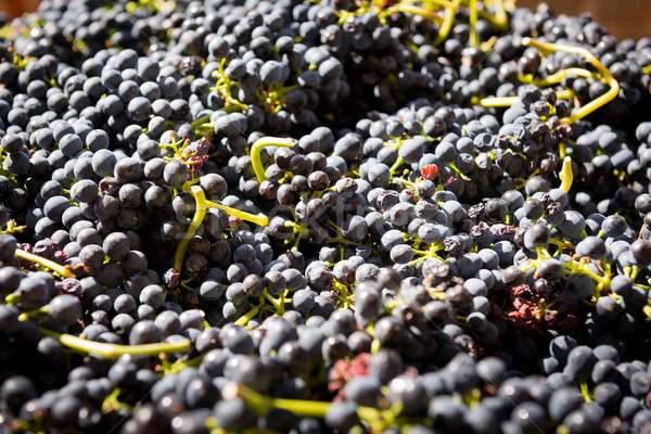 Raisins vallée vin région vigne agriculture Photo stock © THP
