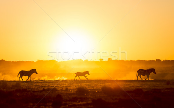 Stock fotó: Zebra · család · naplemente · séta · afrikai · baba