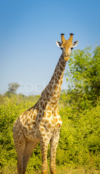 Giraffe in Africa Stock photo © THP