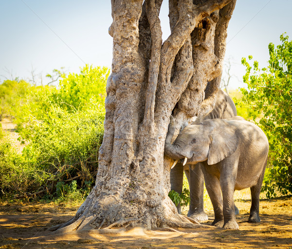 Jungen Elefanten spielen Baum Botswana Afrika Stock foto © THP