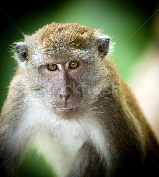 Macaco retrato asiático Ásia Foto stock © THP