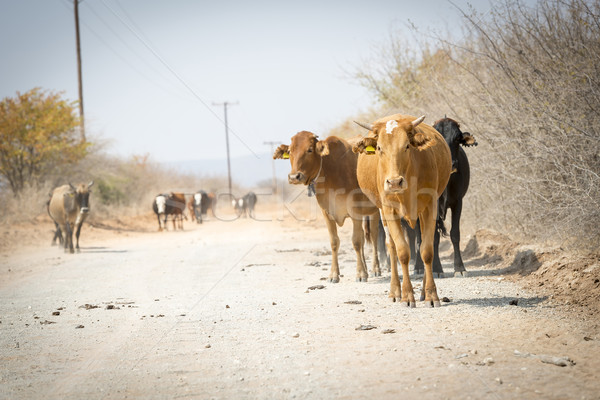 Stok fotoğraf: Sığırlar · hareketli · aşağı · tozlu · yol