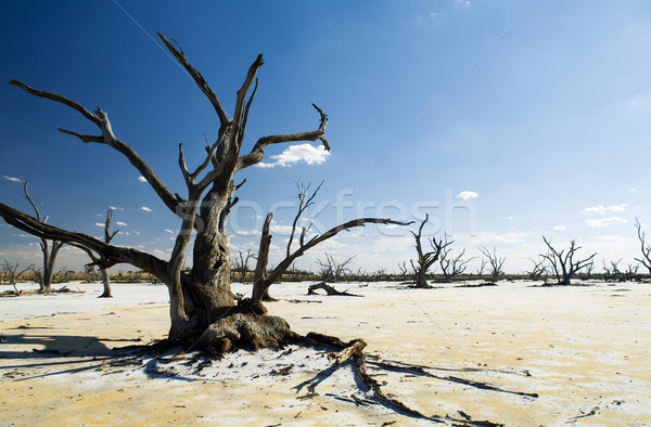 Mudança climática dead tree branco sal Foto stock © THP