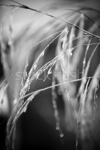 Mattina rugiada tenero lungo erba natura Foto d'archivio © THP