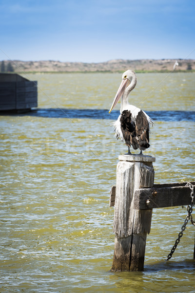 Pelican Stock photo © THP