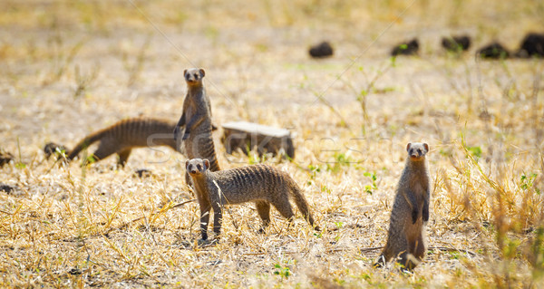 Meerkats Stock photo © THP