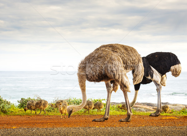страус семьи цыплят ходьбы хорошие надежды Сток-фото © THP