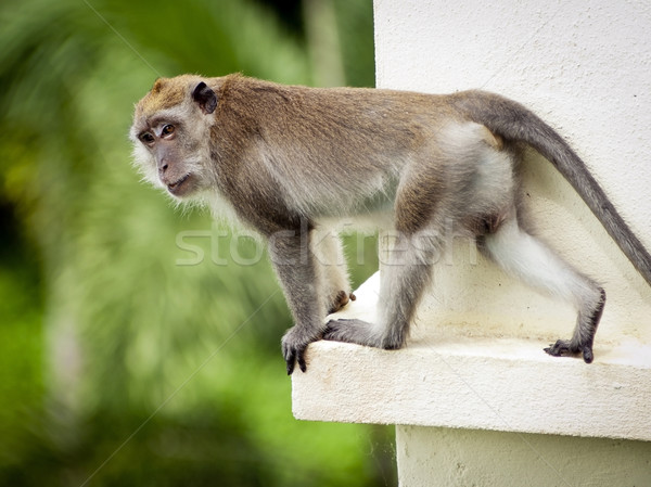 Maimuţă portret mers asiatic Imagine de stoc © THP