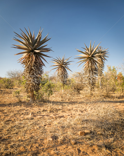 Foto stock: Aloés · árvores · África · crescente · deserto