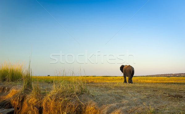 Chobe National Park Stock photo © THP