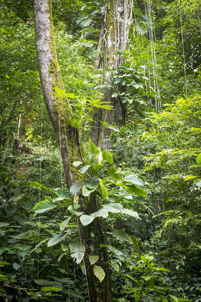 Exuberante verde selva vides plantas creciente Foto stock © THP