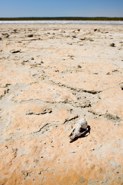 Skull in Desert Stock photo © THP