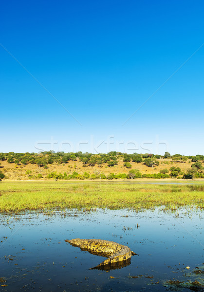 Stock photo: Alligator