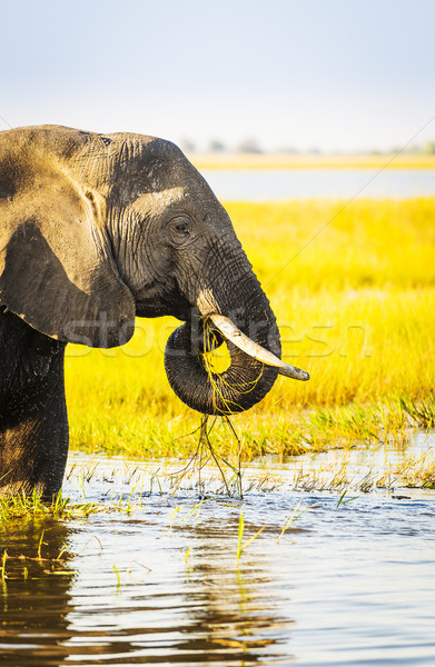 Stock photo: Chobe National Park Elephant