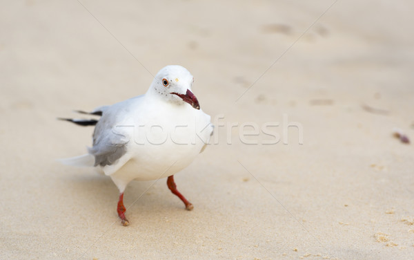 Meeuwen strand portret Australië natuur achtergrond Stockfoto © THP