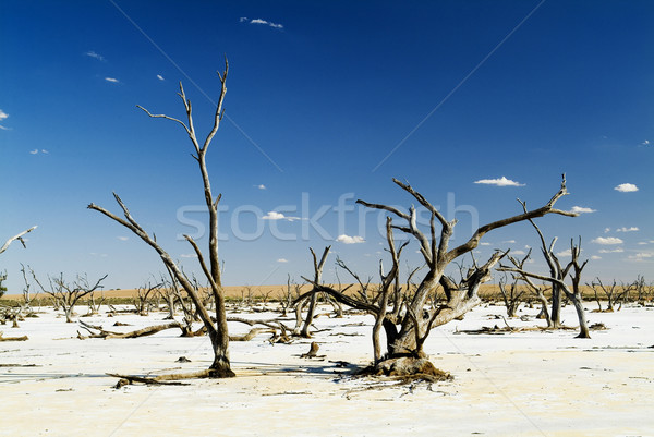 Climate Change Stock photo © THP
