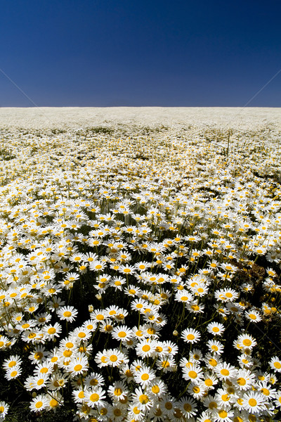 Daisy pola doskonały dziedzinie biały Błękitne niebo Zdjęcia stock © THP