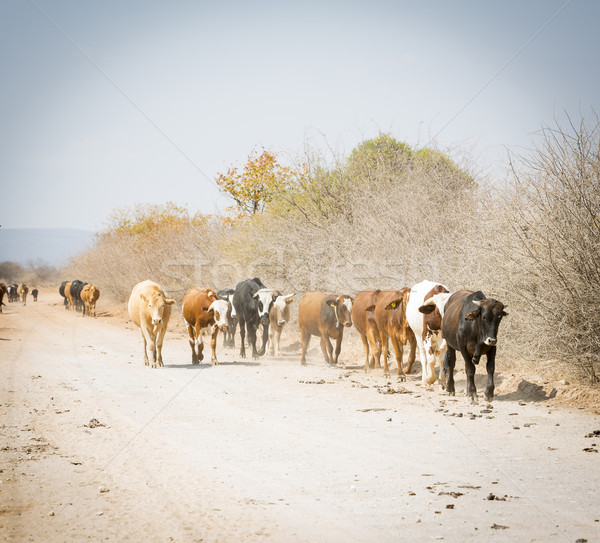 Herde Rinder bewegen nach unten staubigen Straße Stock foto © THP