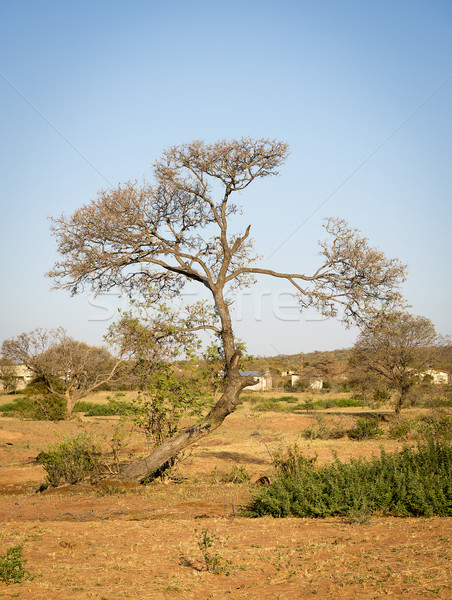 Botsvana ağaç kırsal Afrika Stok fotoğraf © THP