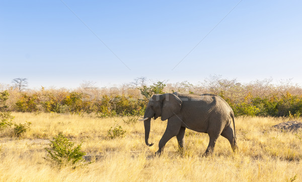 Elephant Stock photo © THP