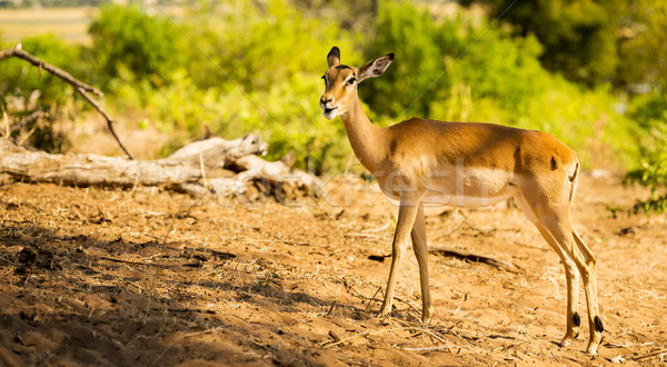 Impala in Africa Stock photo © THP