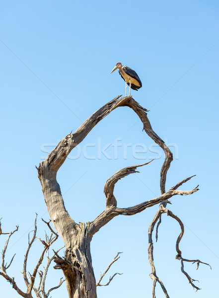 Marabou Stork Birds Stock photo © THP