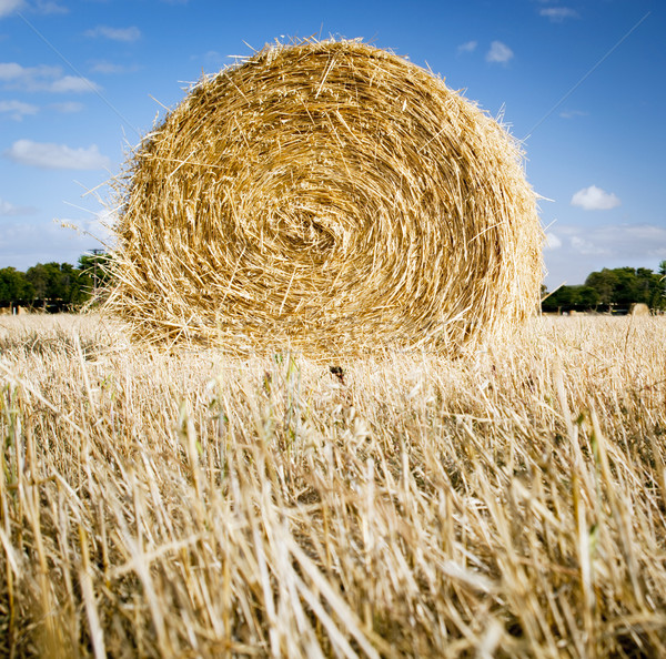 Hay Bales Stock photo © THP