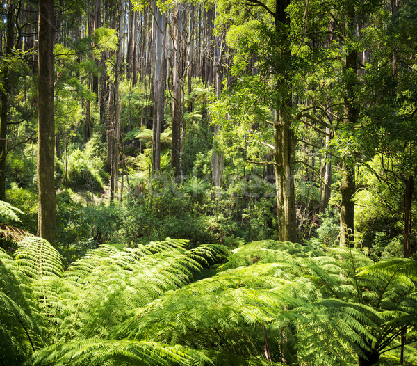 Ferigă pădure luxuriant verde ferigi copac Imagine de stoc © THP