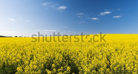 Zdjęcia stock: Dziedzinie · złoty · żółte · kwiaty · charakter · krajobraz · tle