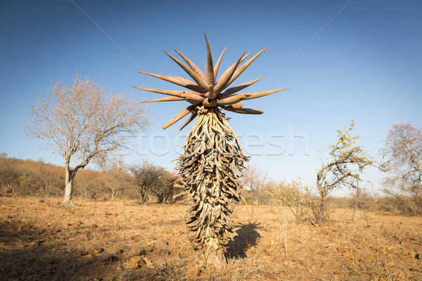 Aloe ağaçlar Botsvana Afrika büyüyen Stok fotoğraf © THP