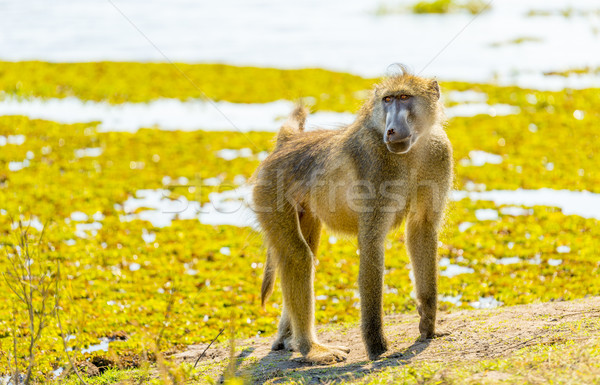 商業照片: 狒狒 · 公園 · 非洲 · 性質 · 肖像 · 野生動物園