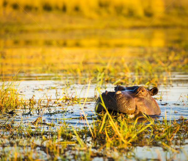 Hippopotamus Chobe River  Stock photo © THP