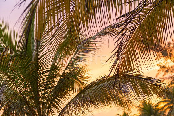 Sunset On Beach Palm Fronds Stock photo © THP